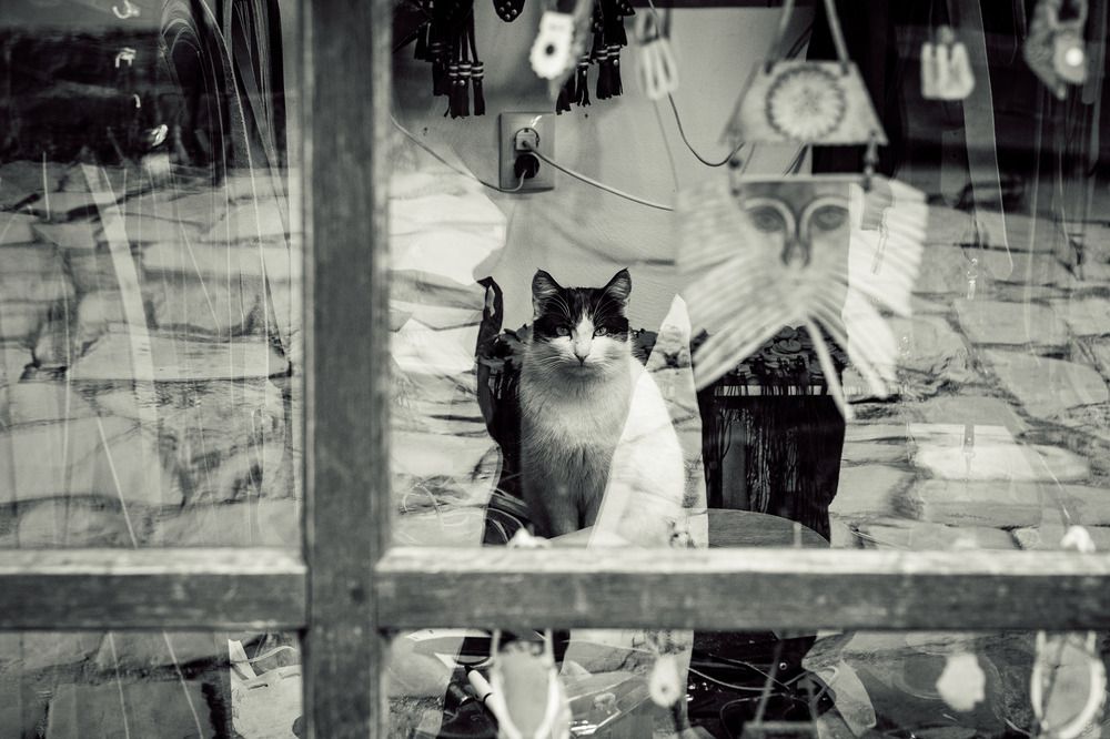 Фотография автора Tencho Petkov