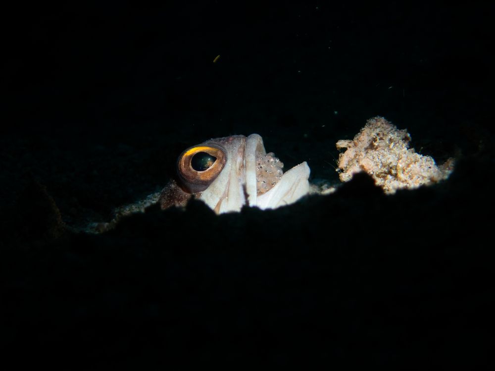 Jaw fish with eggs