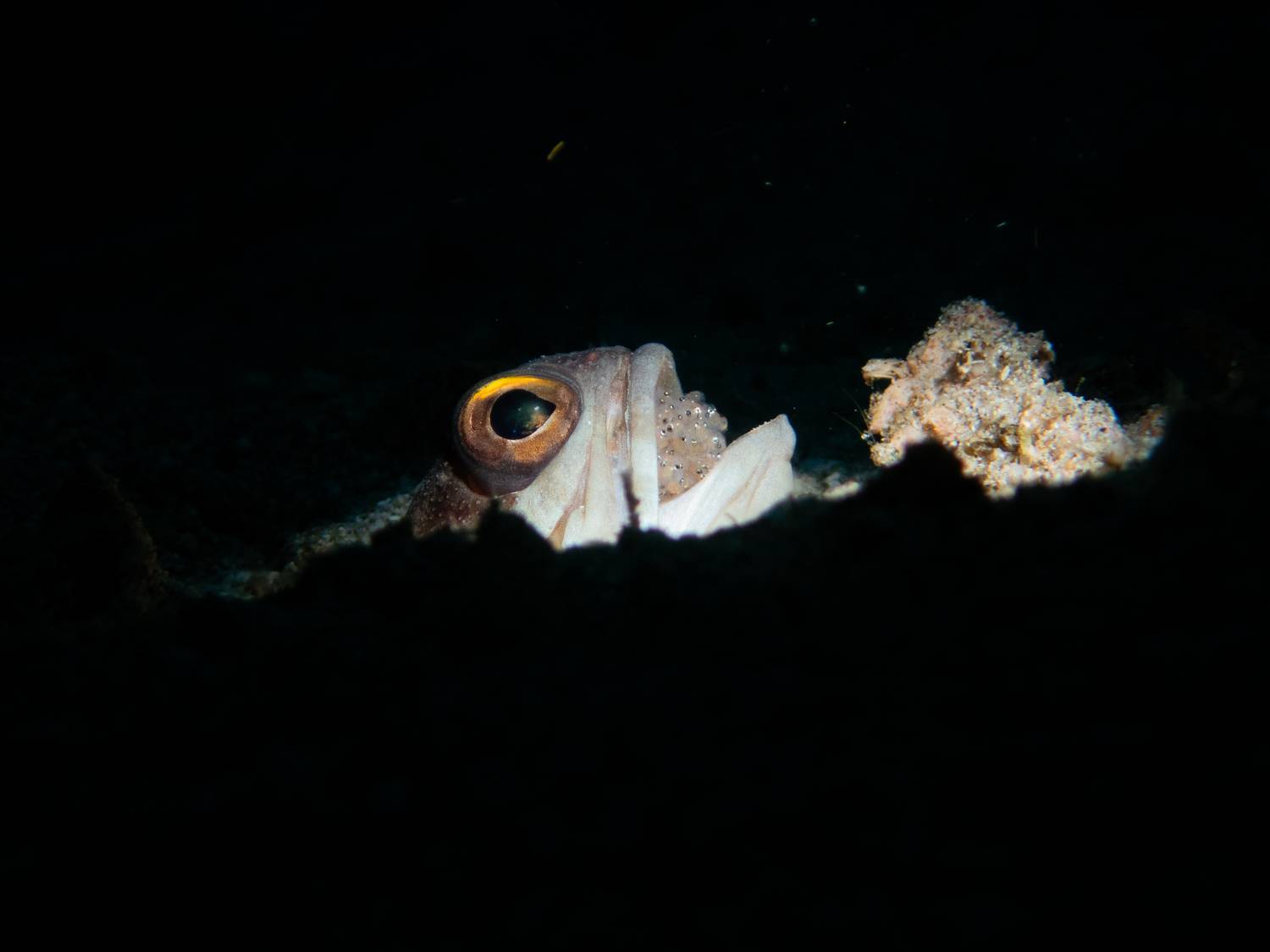 Jaw fish with eggs