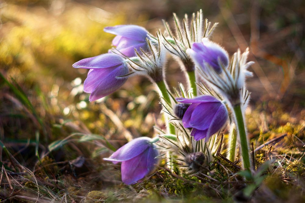 Photograph by Удрис Айвар