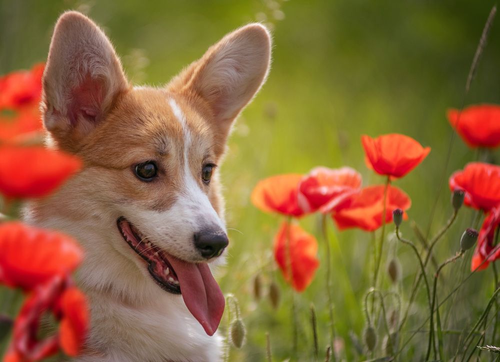 Photograph by Юлия Григорьева