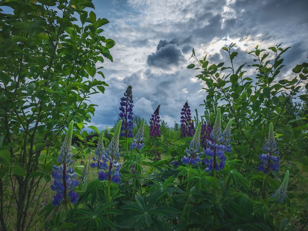 Photograph by Кирилл Сидоров