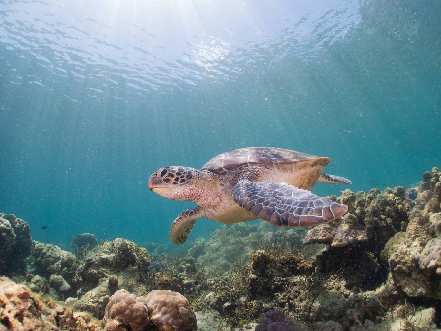 Green sea turtle