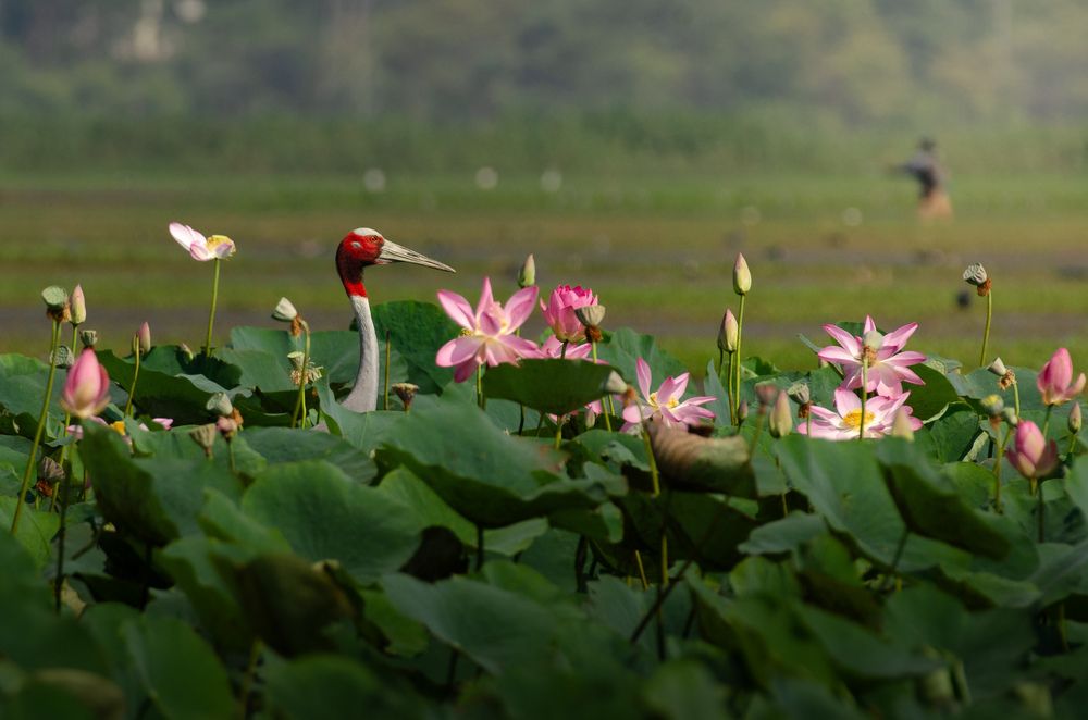 Crown jewel of the Wetlands