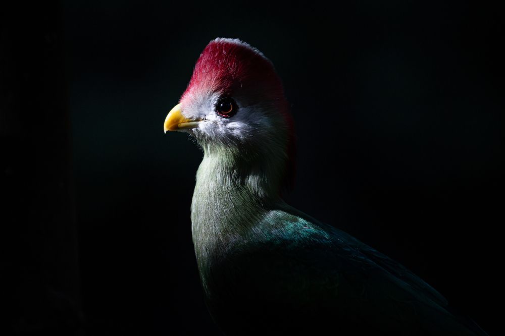 Photograph by Sebastian Olavarria