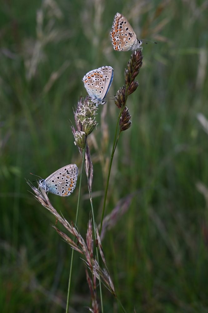Photograph by Maria Vittoria Amoruso