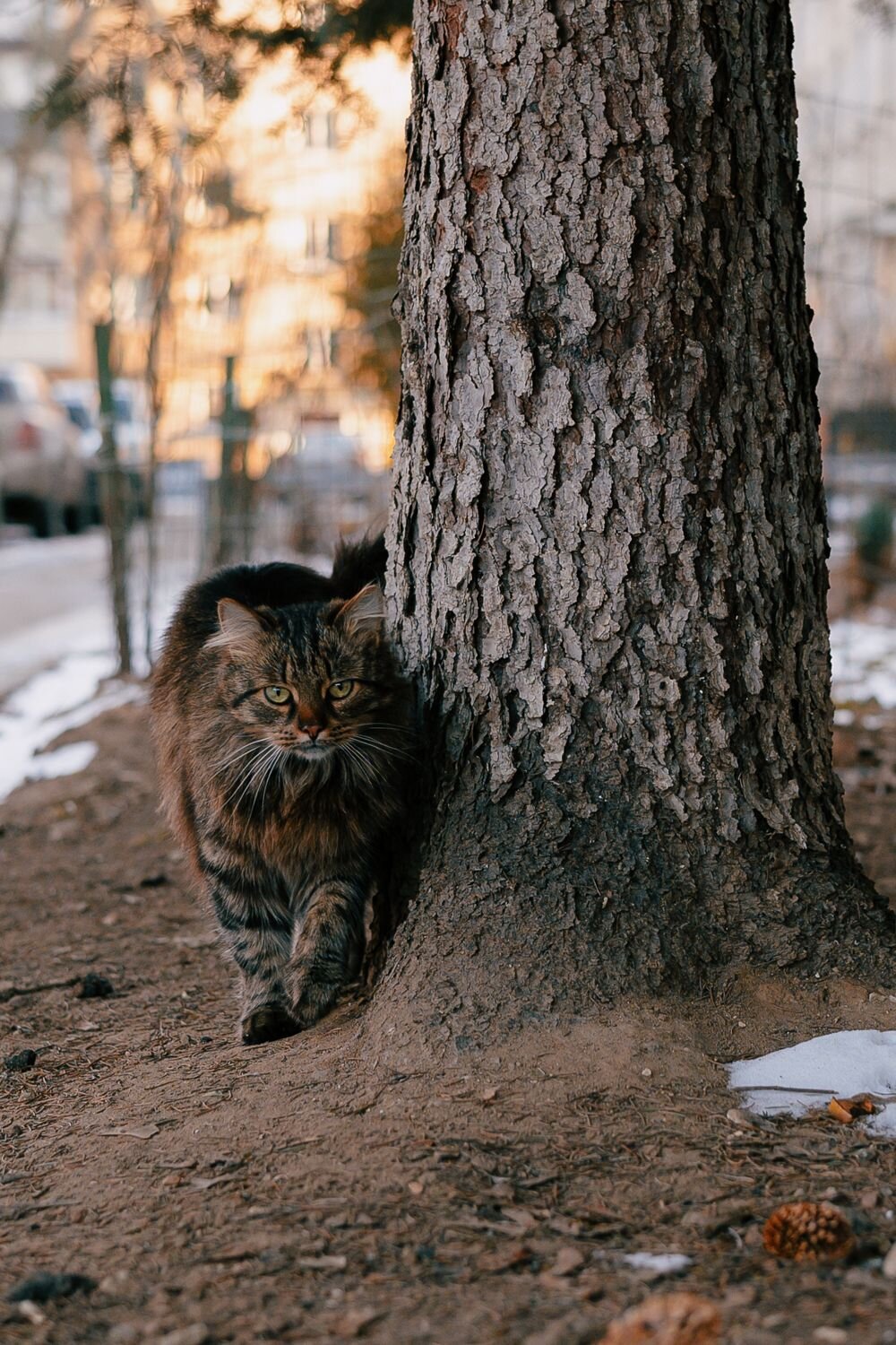 Тигр нашего двора