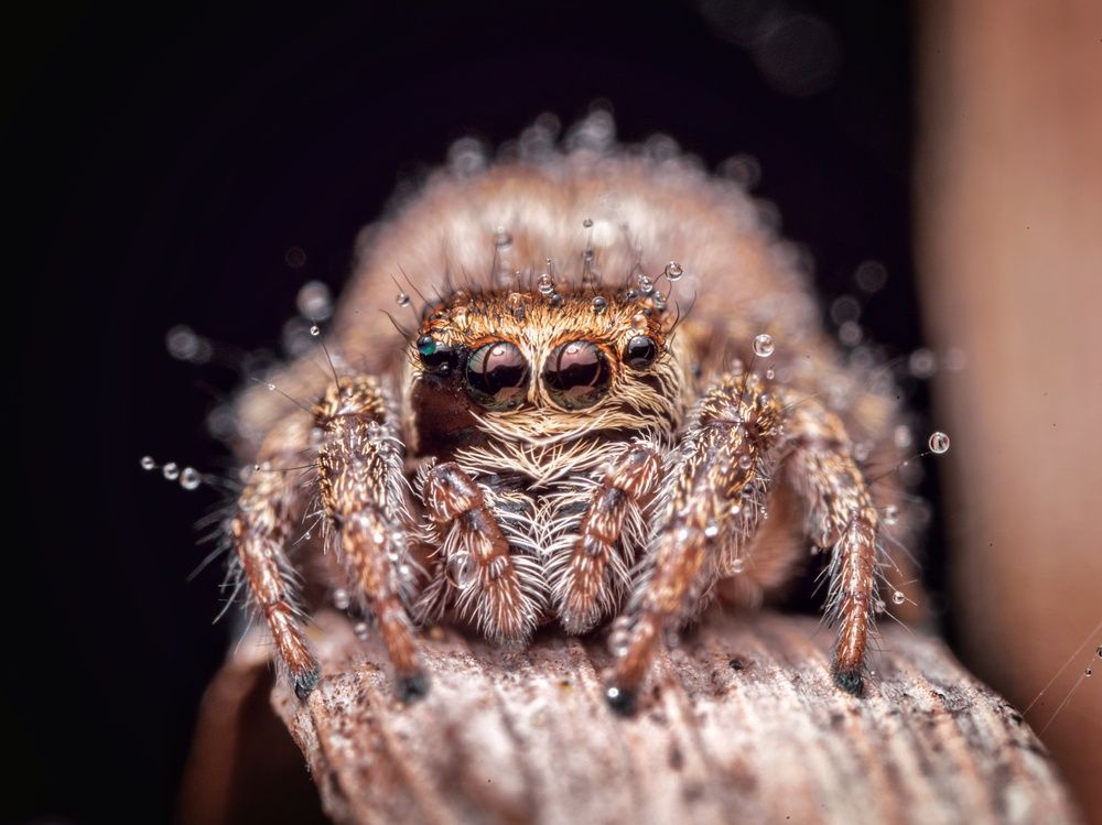 Photograph by Andrii Didushko