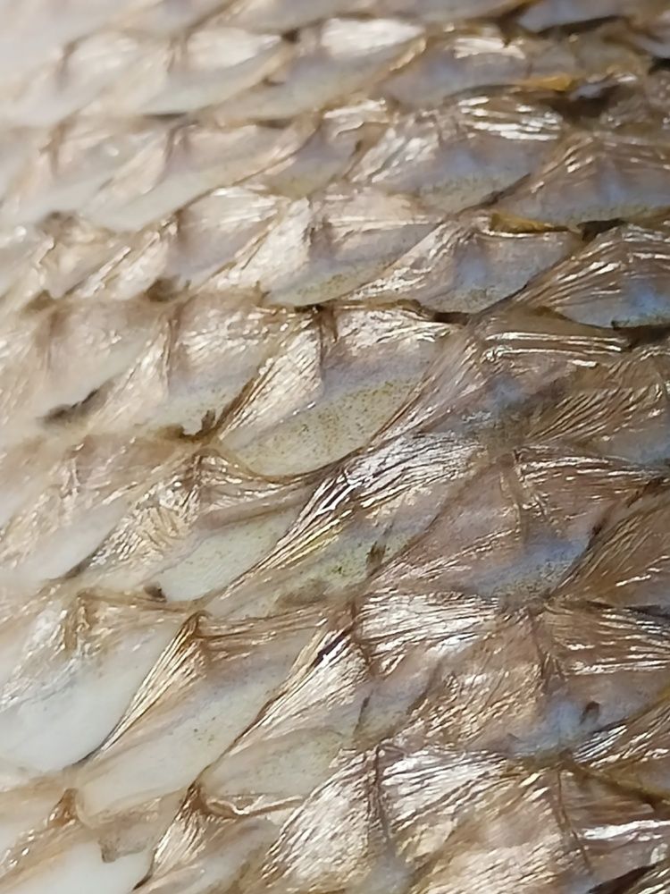 Фотография автора Вероника Пунгина