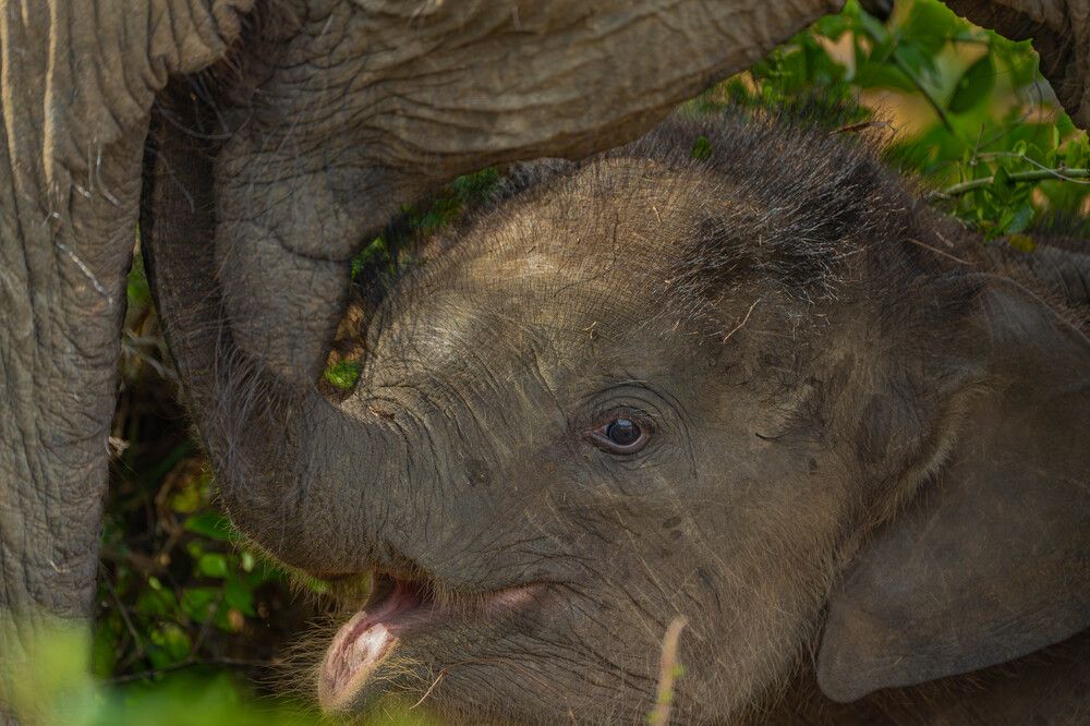Фотография автора Chamath Jayasundara