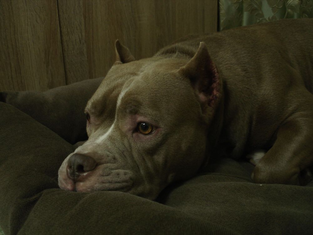 Photo #12260107