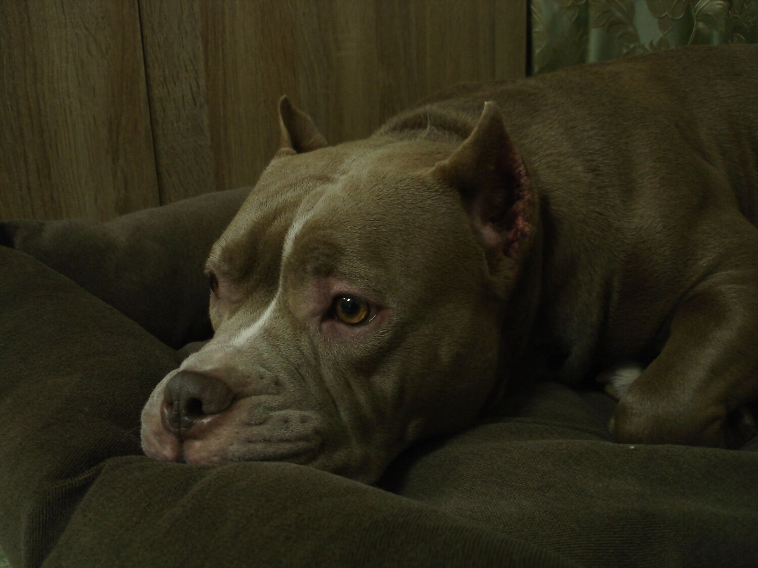 Photo #12260107