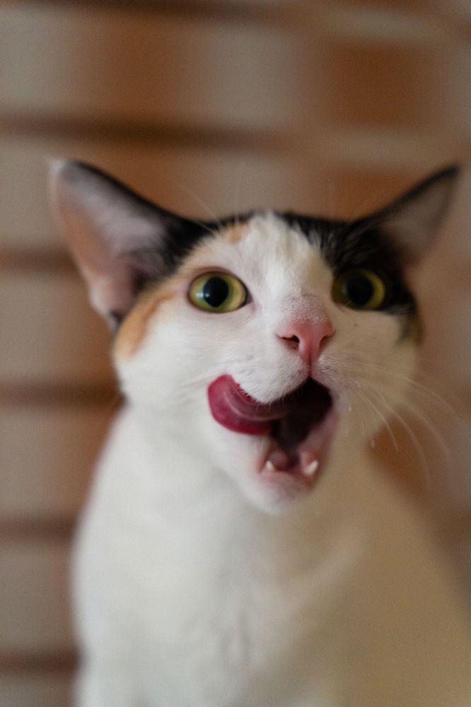 The Moment After Delight