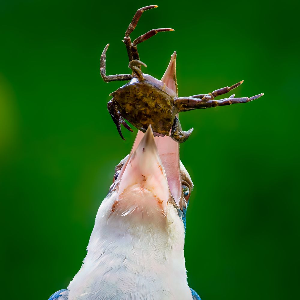 Lunch decisions happen fast in the wild.