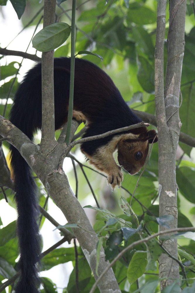 Photograph by BIBIN ISSAC KURIAN Pulinattu