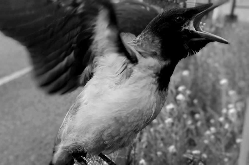 Photograph by Наталья Сорокина