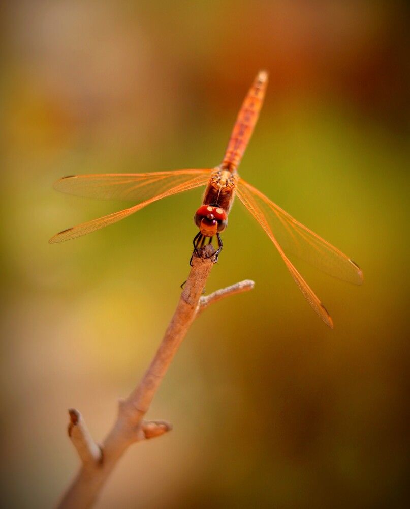 dragonfly