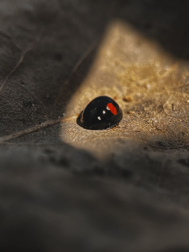 Photograph by Елена Михалева