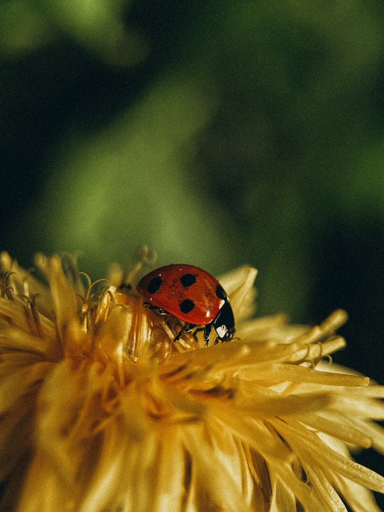 Photograph by Елена Михалева