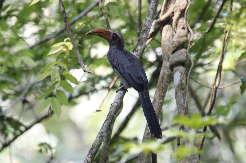 Photograph by BIBIN ISSAC KURIAN Pulinattu