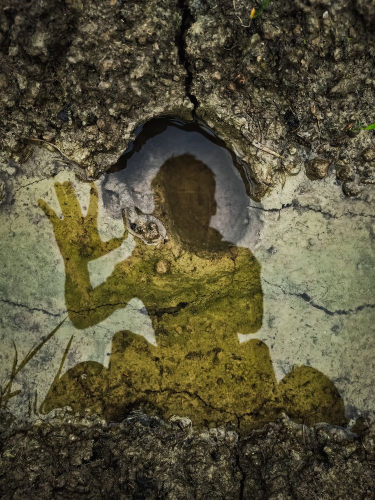 wild picture of a wild photo lover in the shape of a frog.