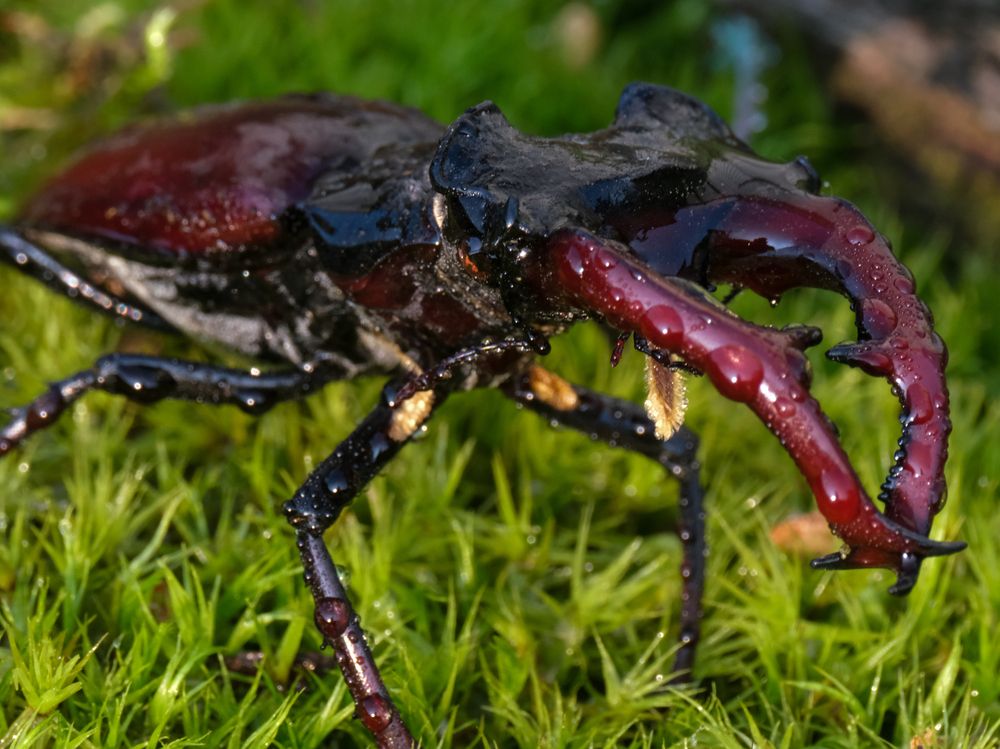 Photograph by Ирина Дегтярева