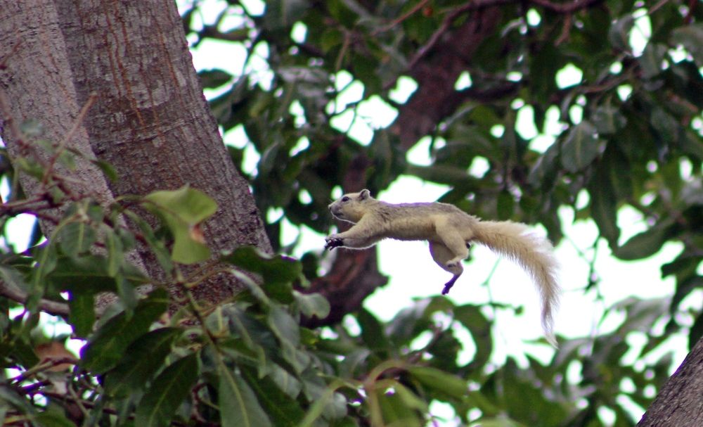 Полёт белки....