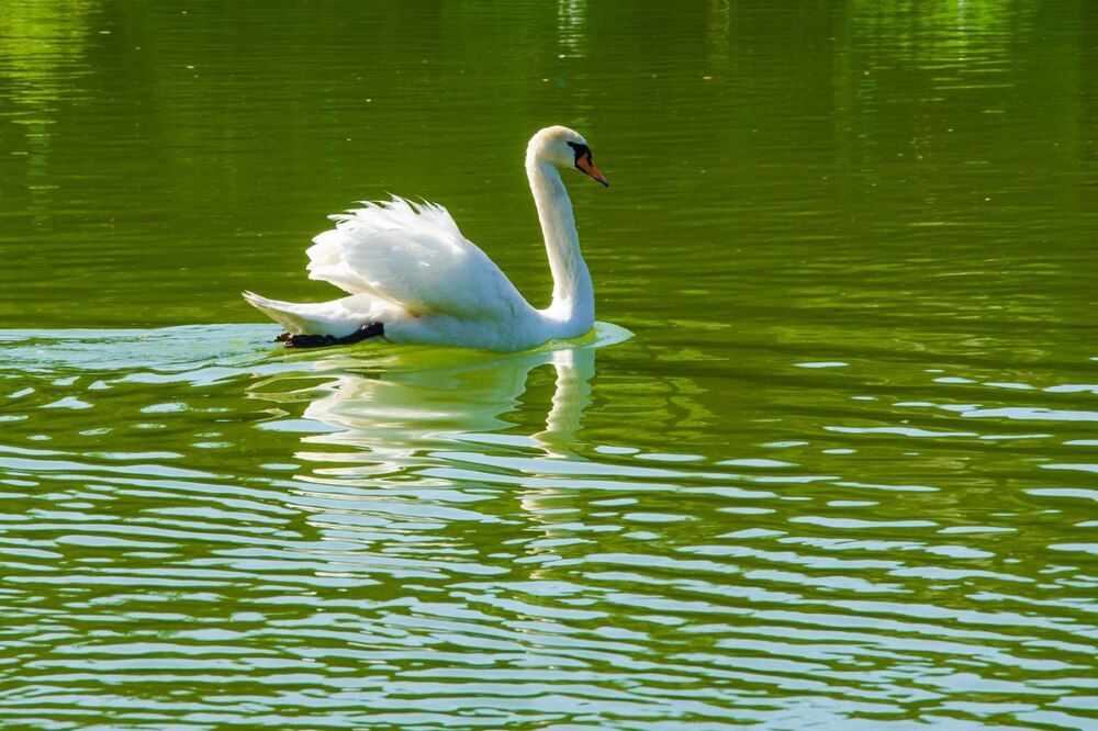 Photograph by Галина Ложечникова