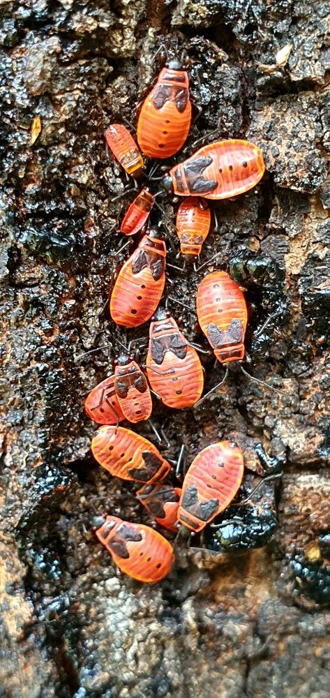 Клопы-солдатики