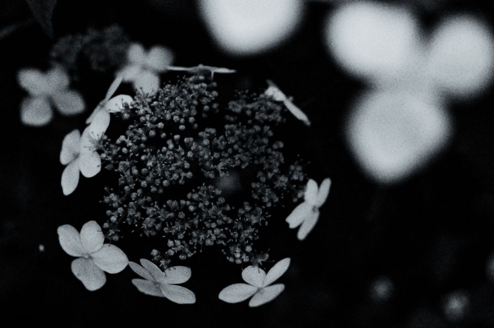 Hydrangea