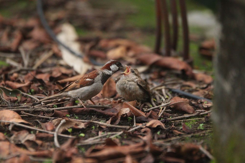 Photograph by Jahid Hasan Jamil
