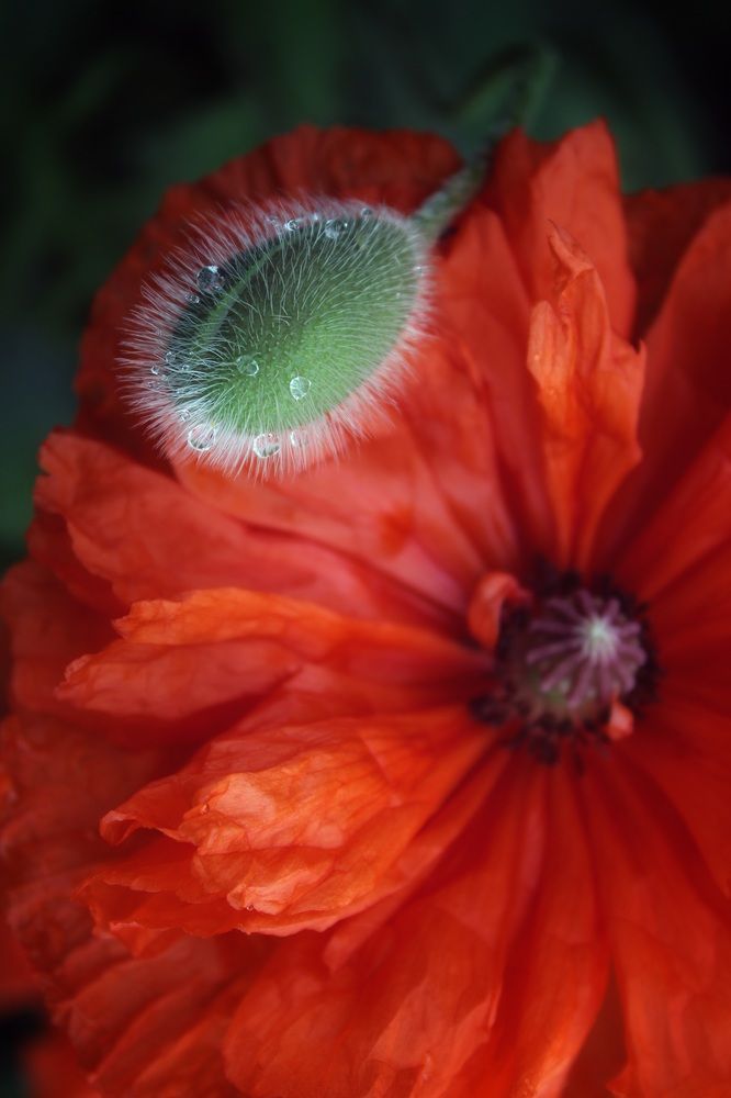 Photograph by Татьяна Сычёва