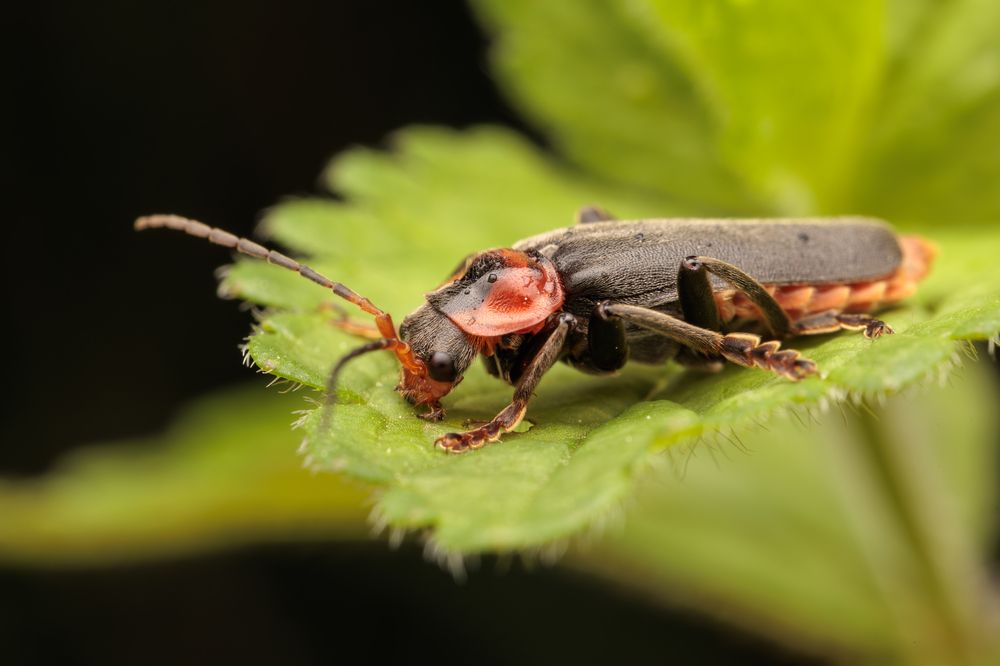 Photograph by Дмитрий Пищало