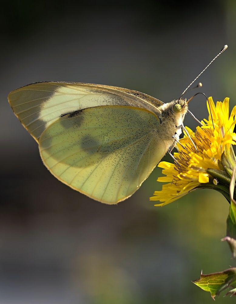 Photograph by Михаил Саидов