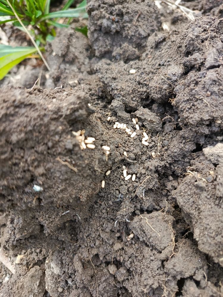 личинки муравьев