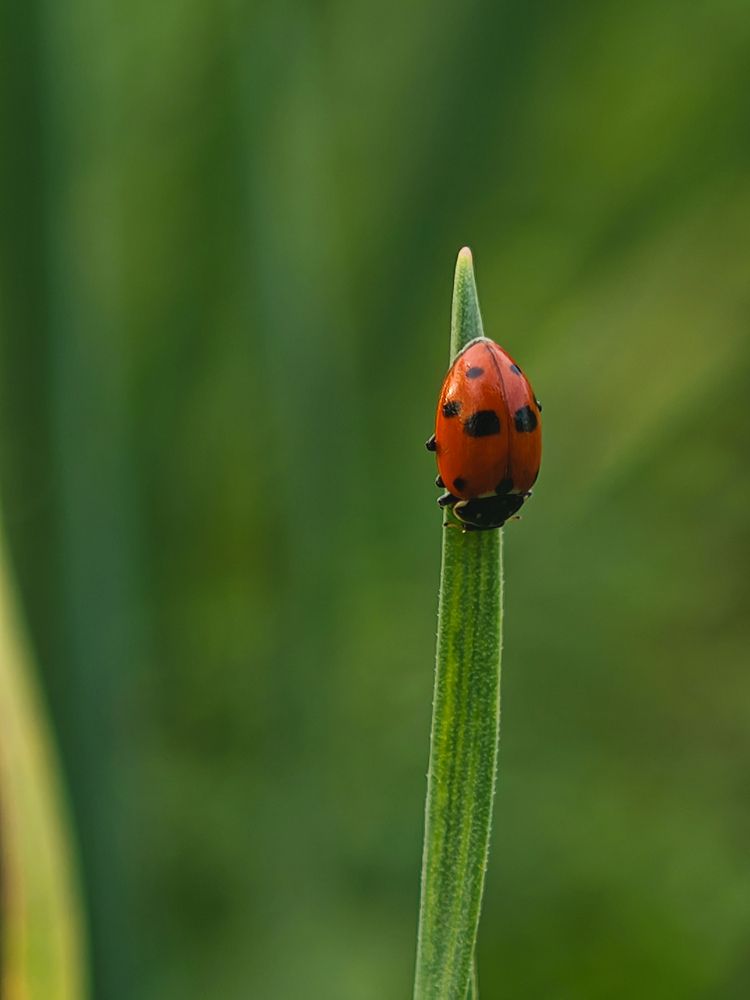 Photograph by Екатерина Кирьянова