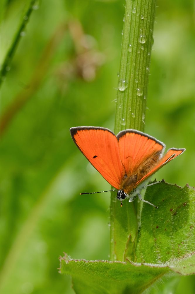 Фотография автора Александр Высоцкий