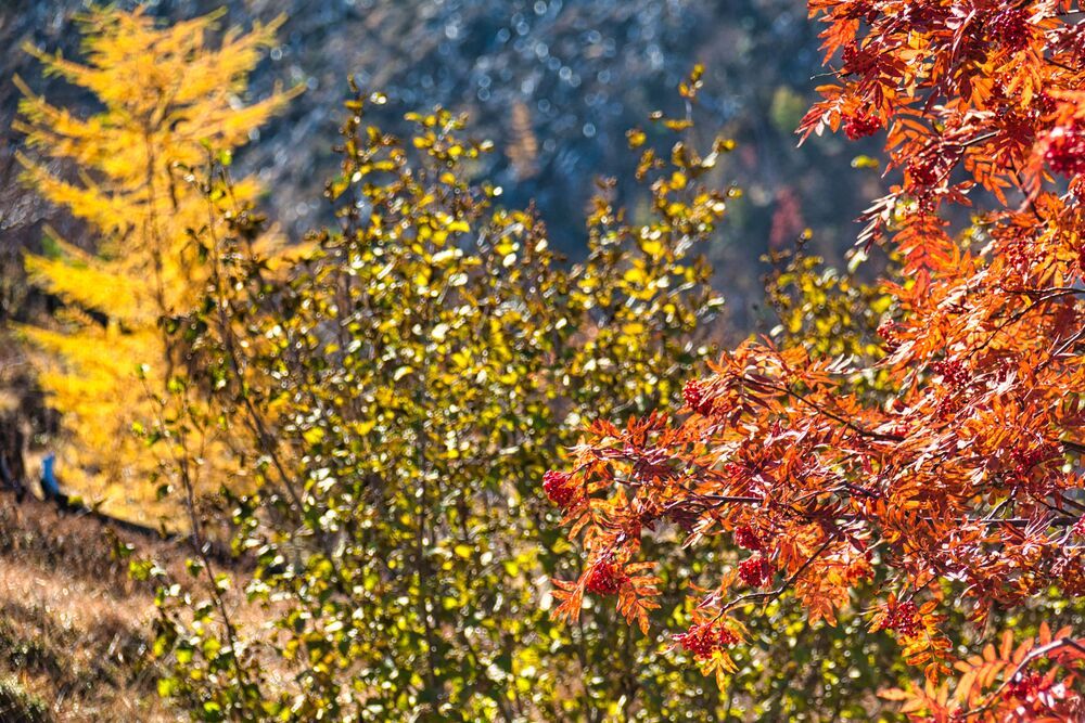 Краски осени