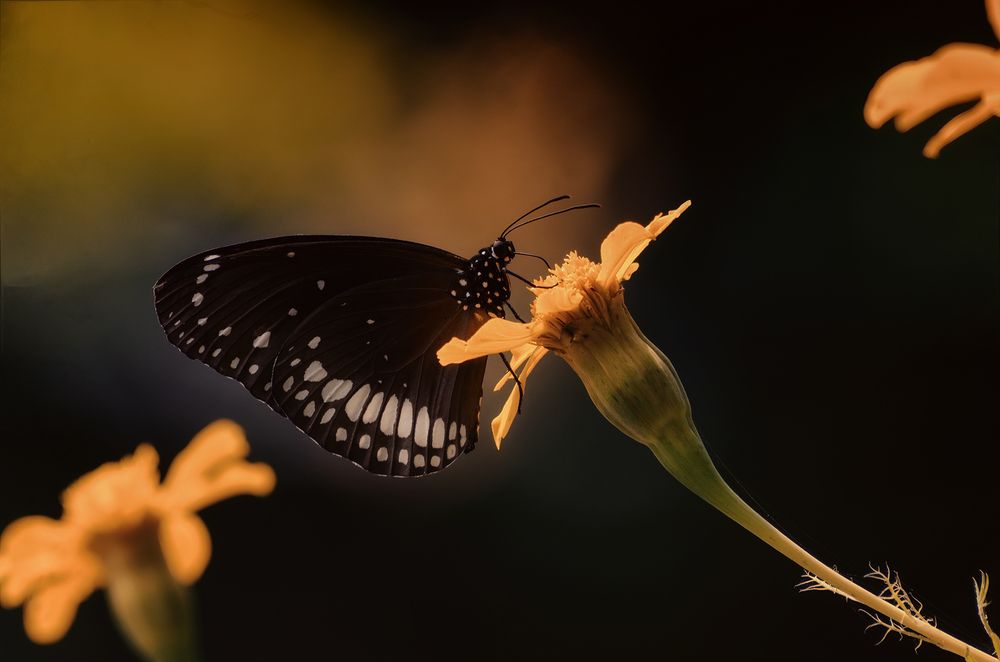 Photograph by Niranjan Baishya