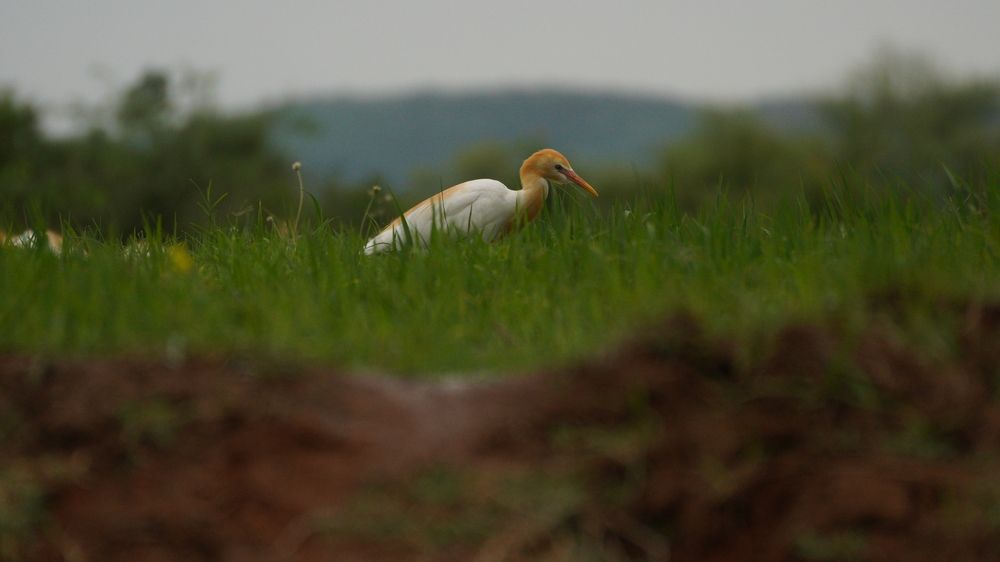 Photograph by Bhanu Prasad Bandikanti
