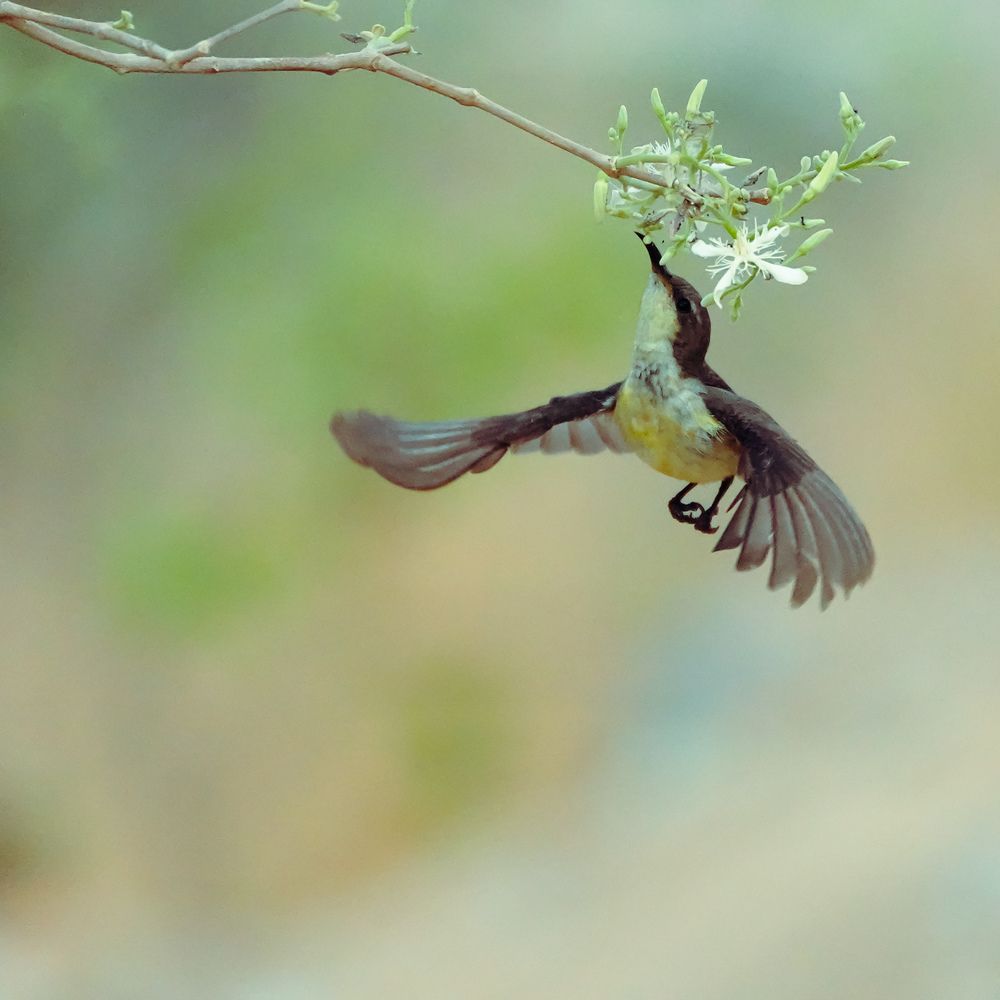 Photograph by Bhanu Prasad Bandikanti