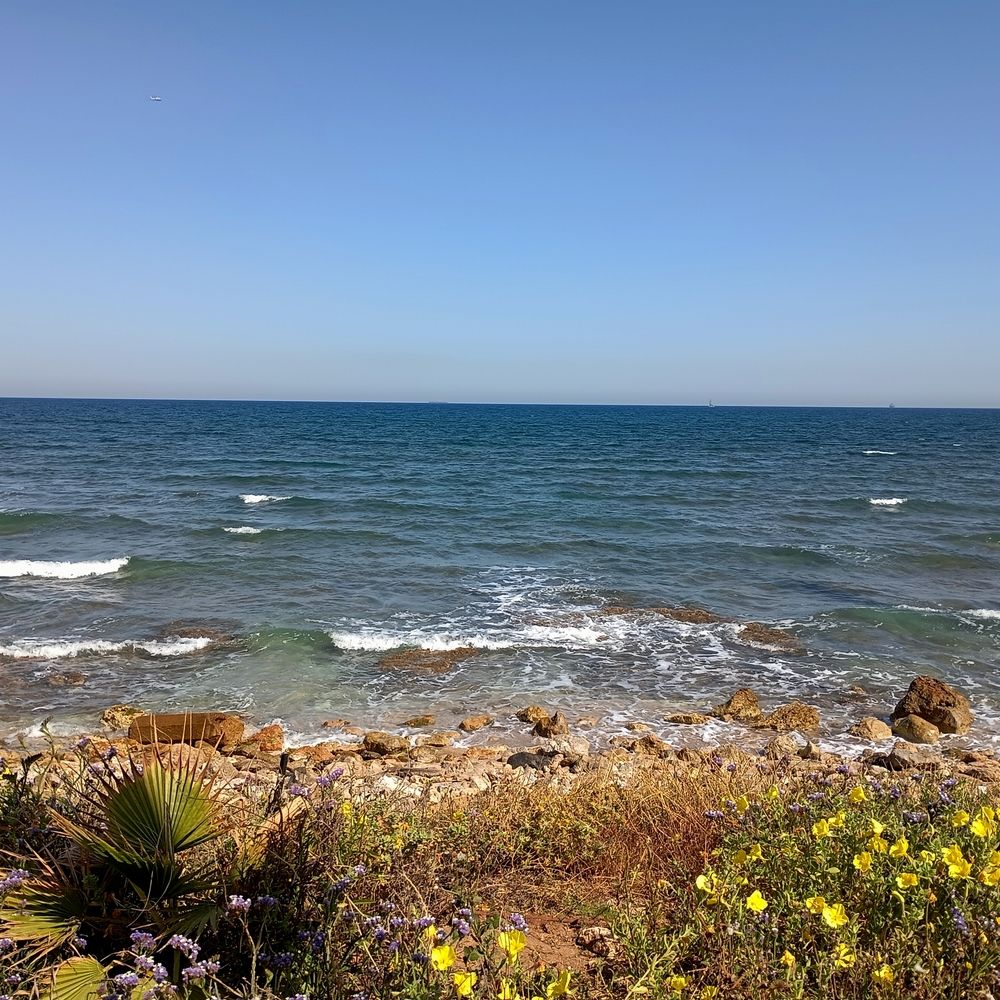 Yellow flowers on the shore.