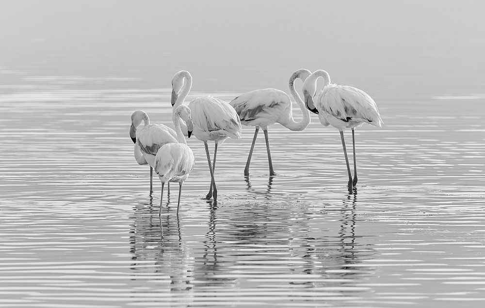 Photograph by Boris Bekelman
