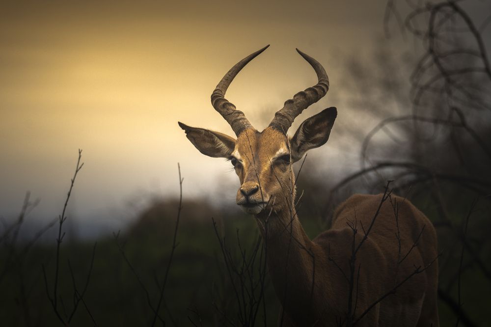 Photograph by Johannes Cloete