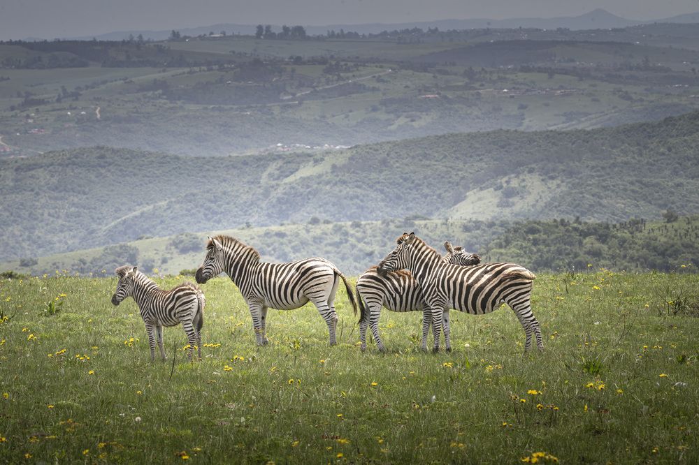 Photograph by Johannes Cloete