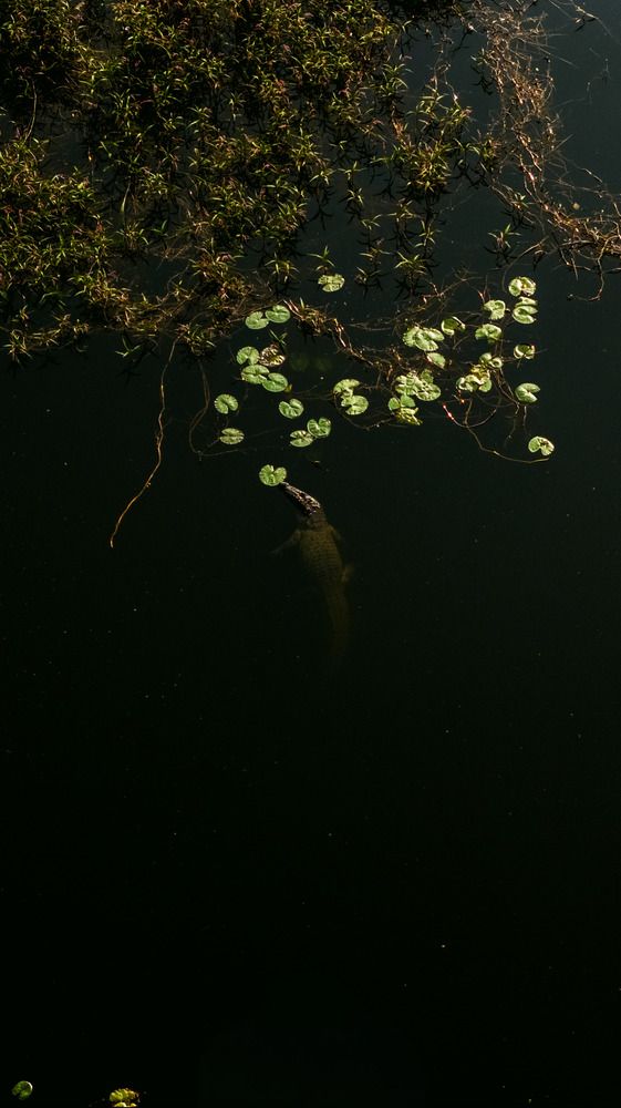 Photograph by Manoj Kumar Vittapu