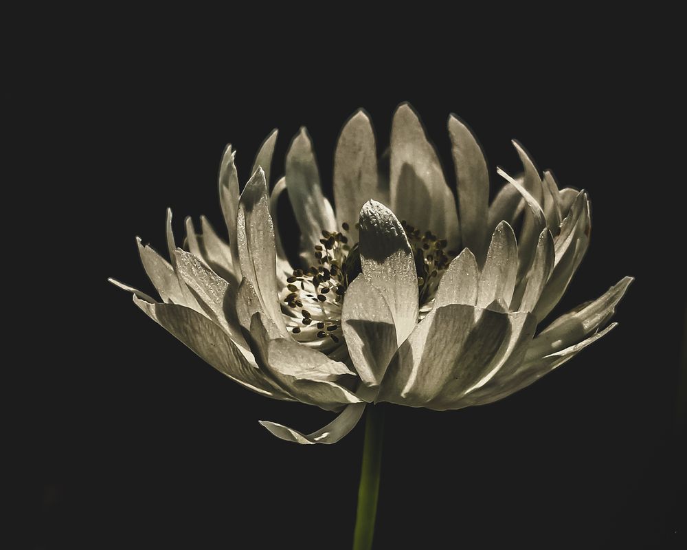 Photograph by SUZUKI Kazumichi