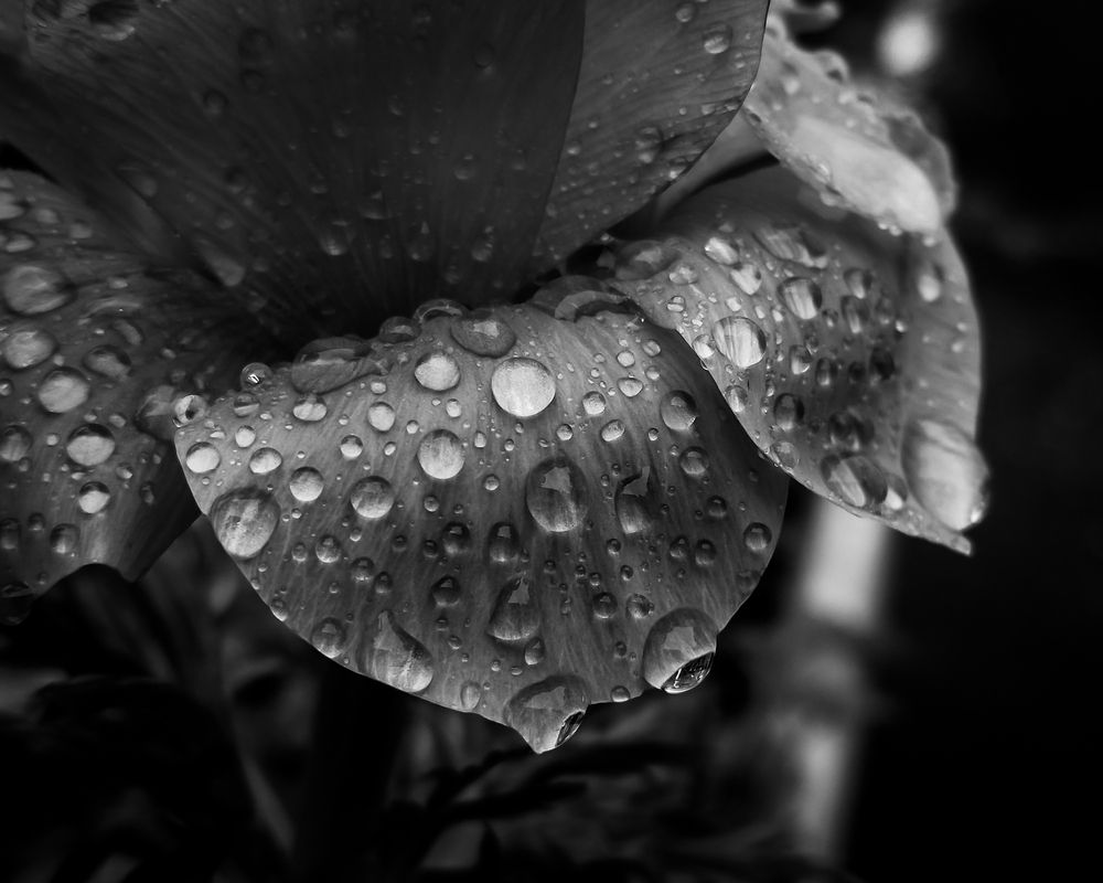 Photograph by SUZUKI Kazumichi