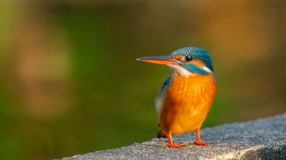 Photograph by Game Little