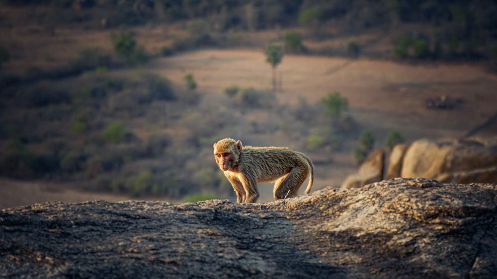 Photograph by Bhanu Prasad Bandikanti